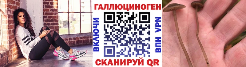 Галлюциногенные грибы Cubensis Полярный